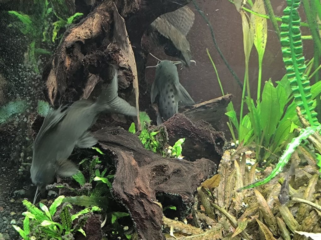 Sinodontes varios