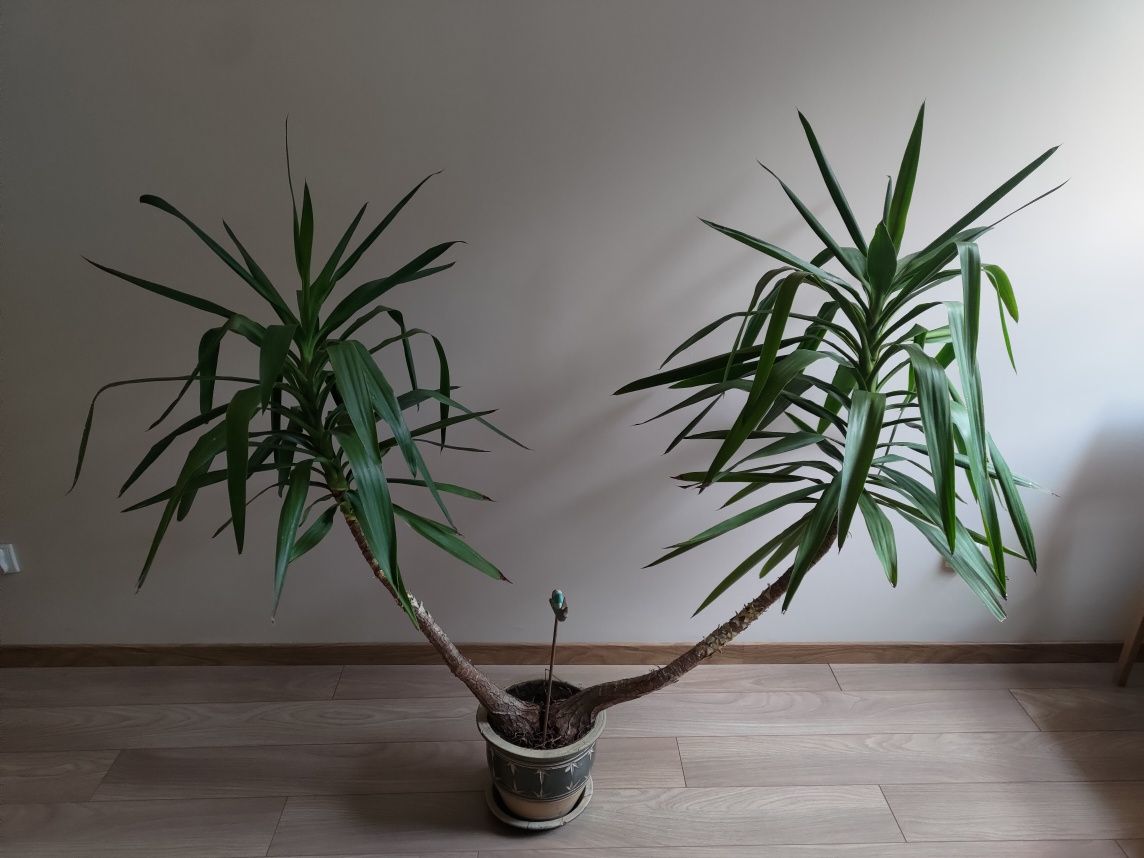 Rozłożysta Jukka (Juka, Yucca)