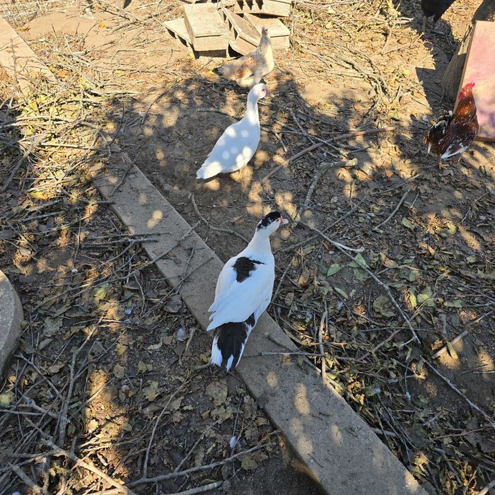 patos de diversas raças (viana do castelo)