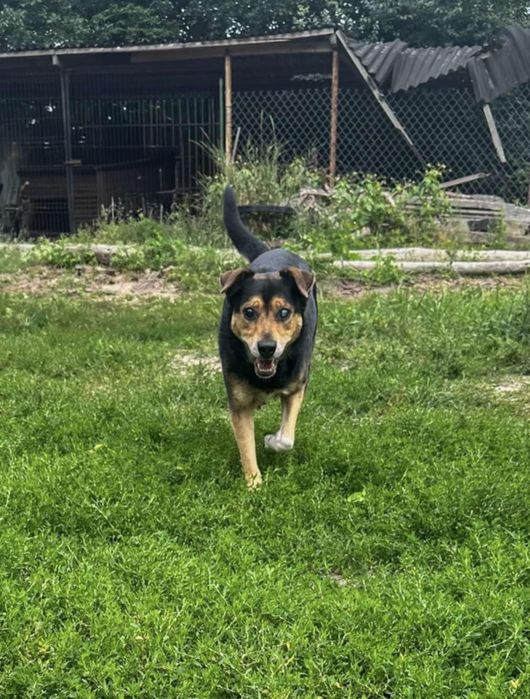 Kobiś szuka kochającego domku