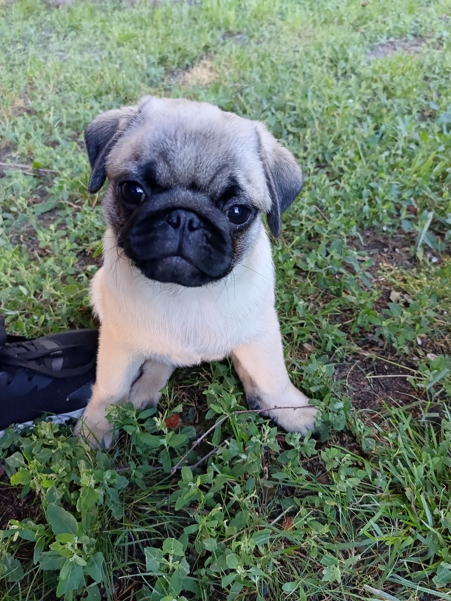 Mops suczka ZKwP FCI do odbioru