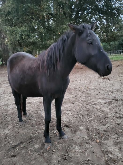 Klacz huculska 2,5 letnia