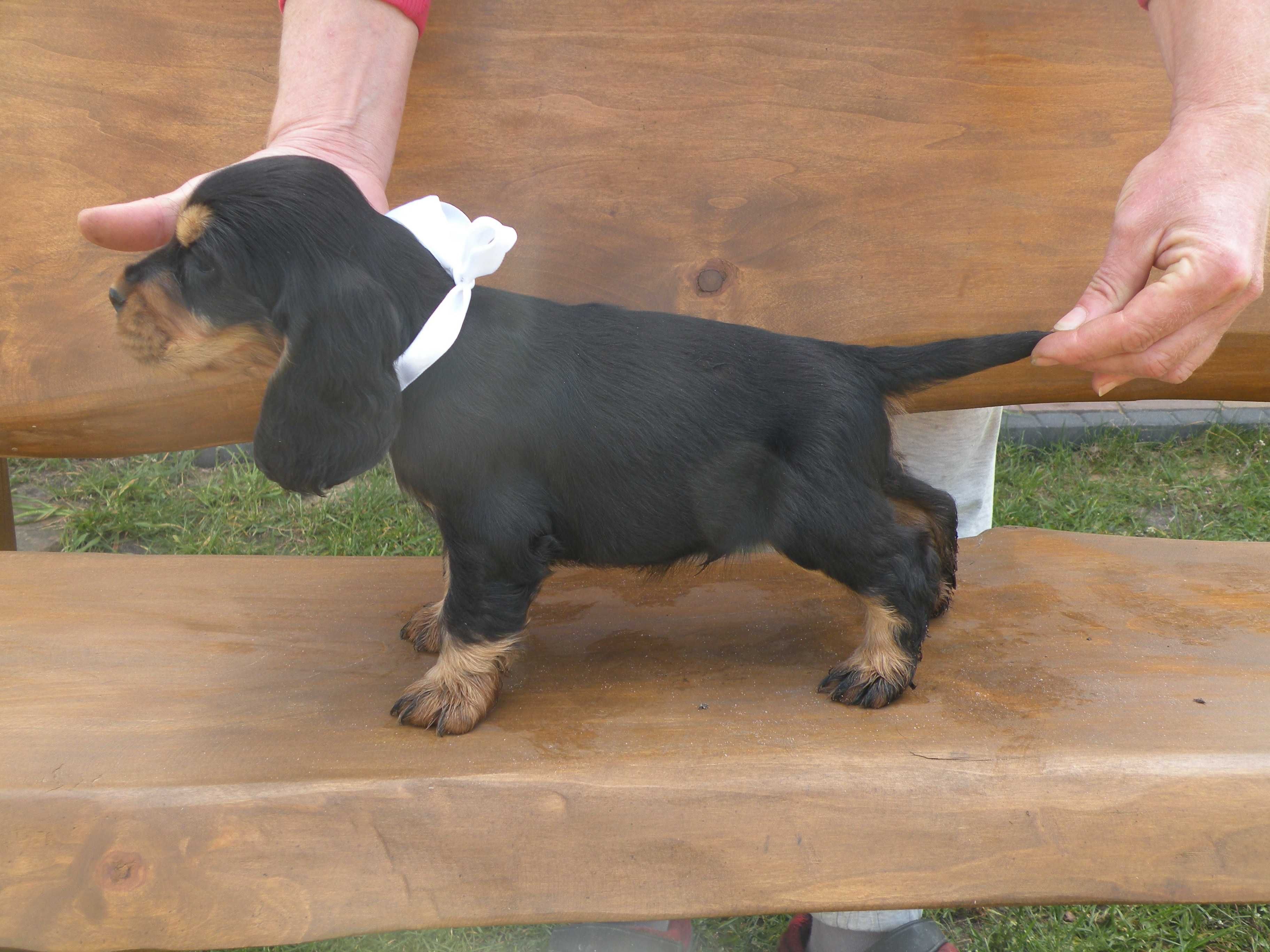 cocker spaniel angielski