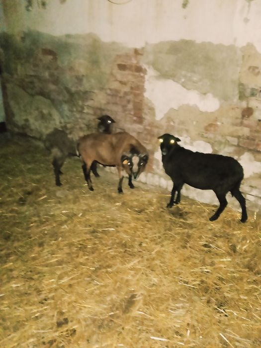 Spszedam owce kameruńskie cena 400sztuka