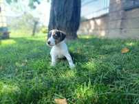 Jack Russell Terier