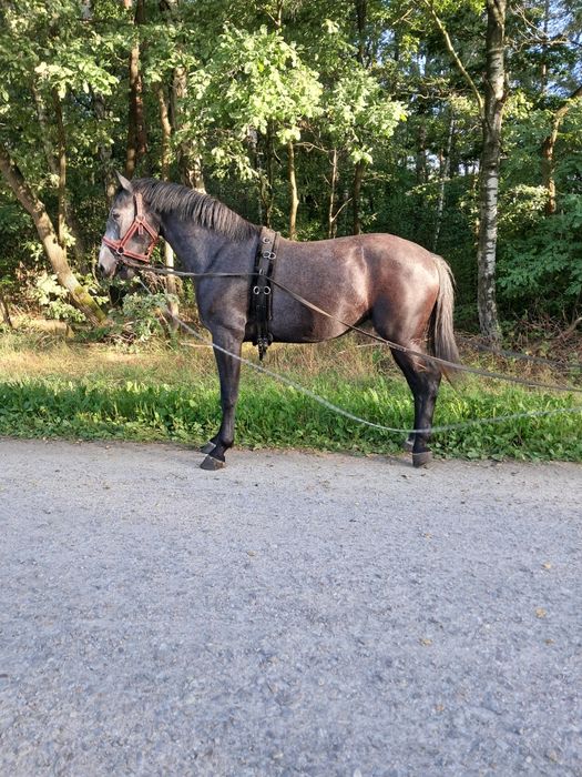 Sprzedam klacz śląską