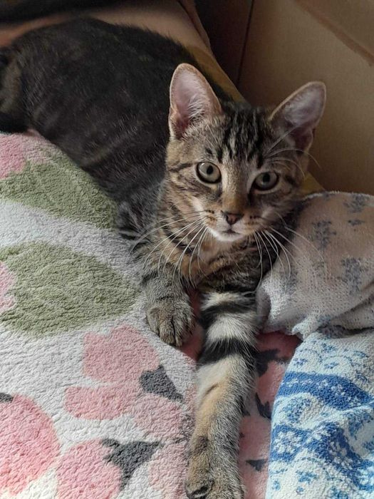 Bracia   4,5 miesięczne do adopcji