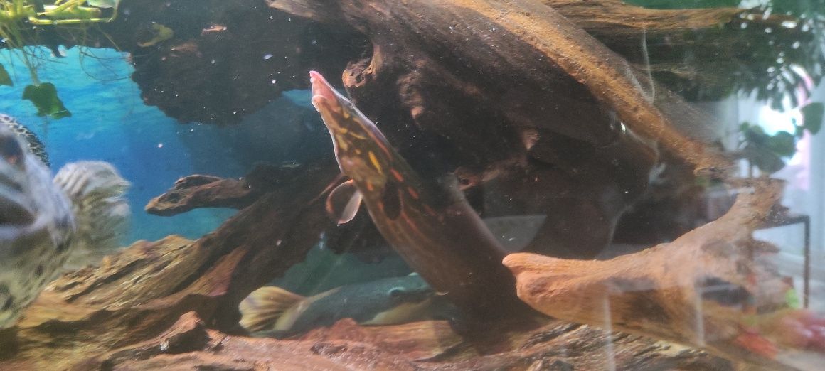 Węgorek ognisty 60cm