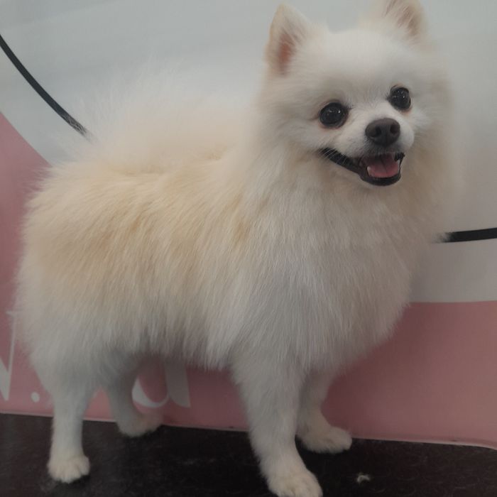 Грумінг Житомир!