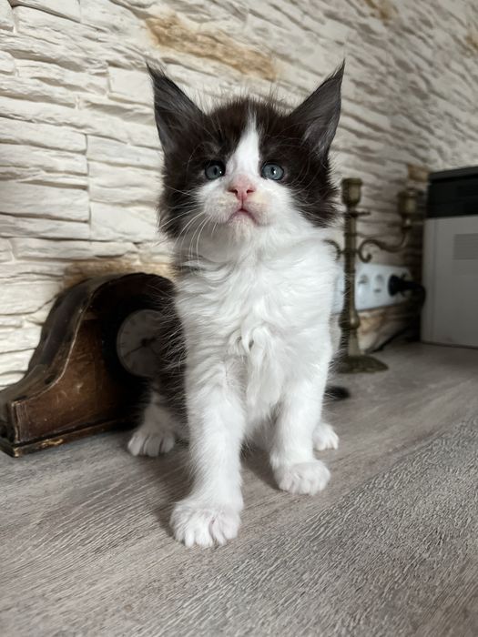 Śliczny czarny kocurek maine coon z prawdziwym rodowodem FPL!!!