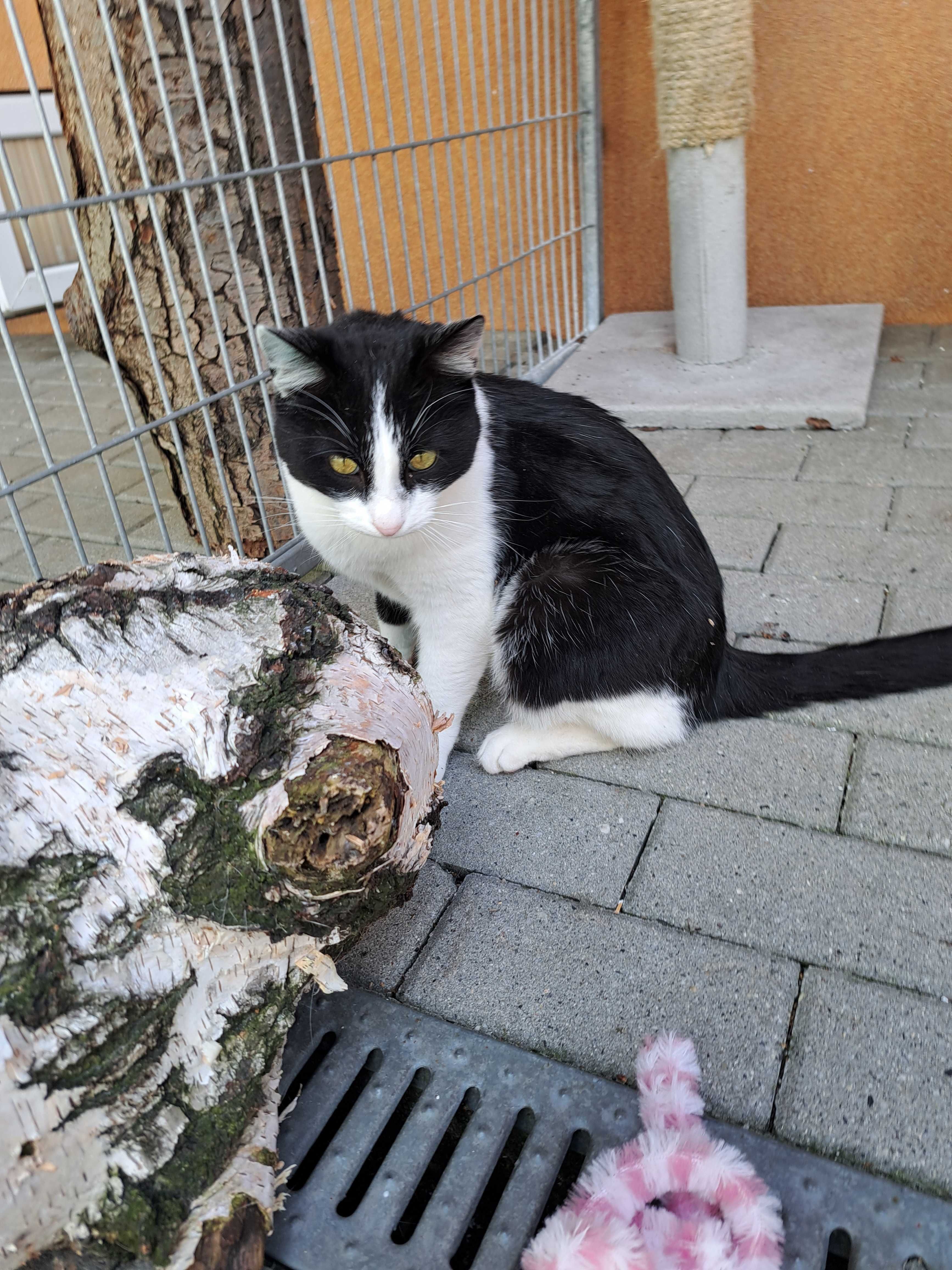 Przyjazny Felek czeka na swojego człowieka