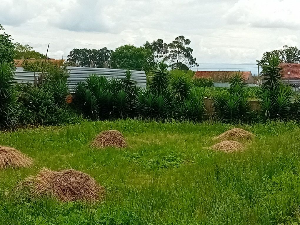 YUCAS enraizadas