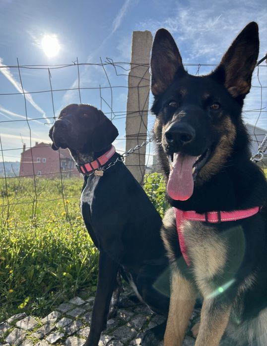 Duas Cadelas Criadas juntas (1 ano e meio)