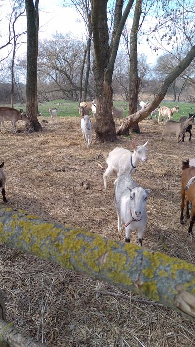Кози Сімейна ферма.Розведення,утримання,продажа.