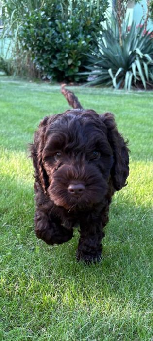 Cockapoo cavapoo pudel toy