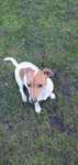 Jack Russell Terrier suczka