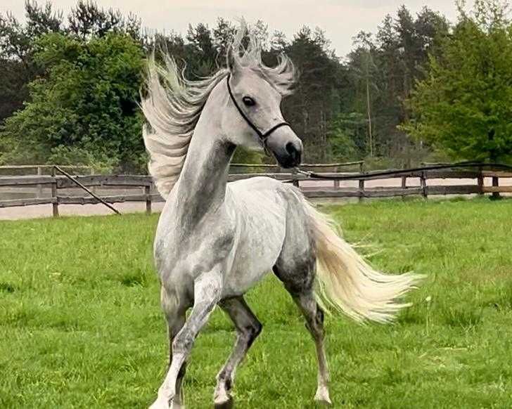 Ogier arabski -DESERT EAGLE