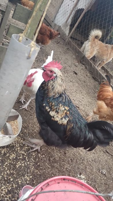 Sprzedam koguta rocznego