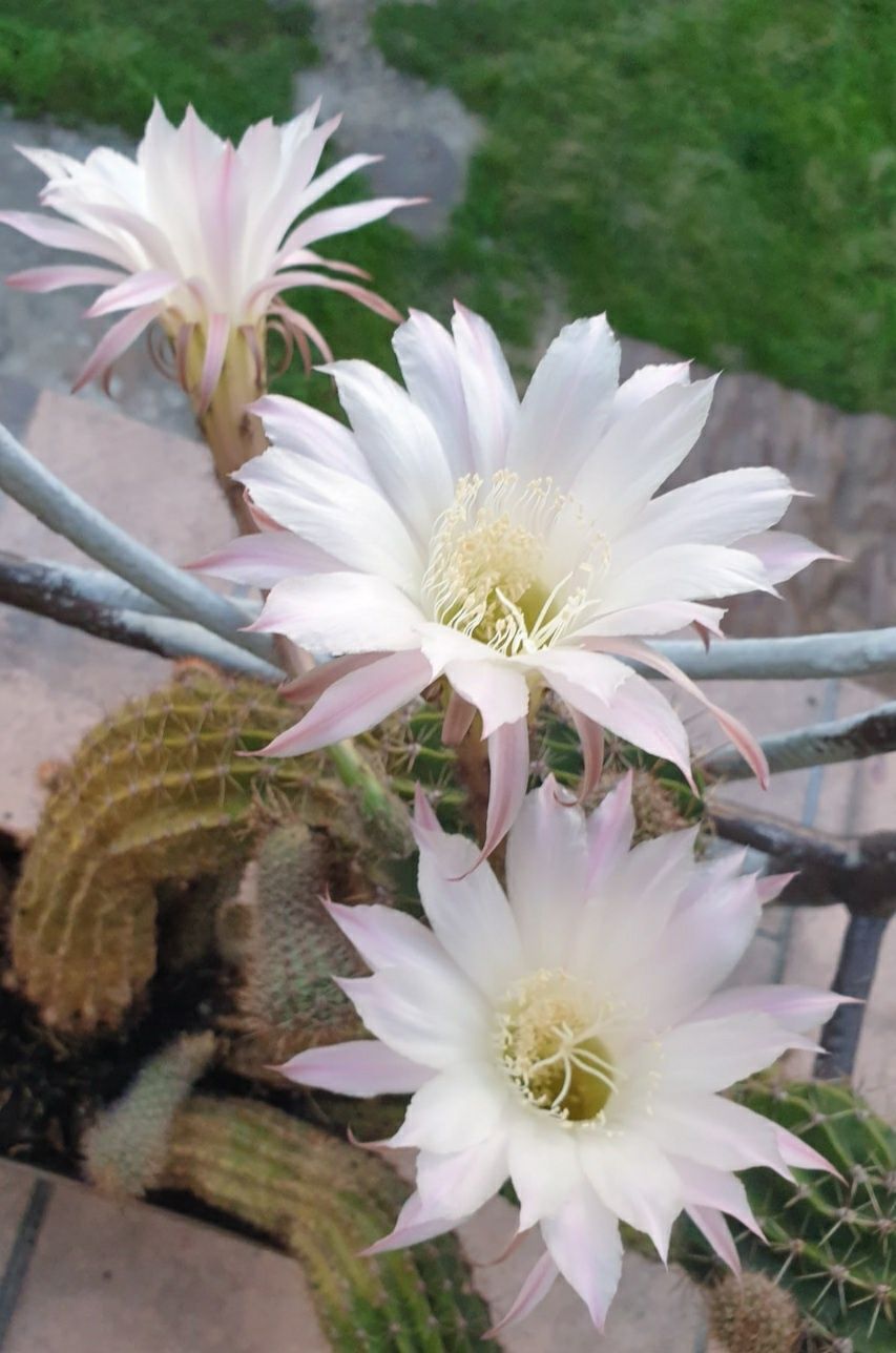 Kaktusy sadzonki kwiaty biały różowy