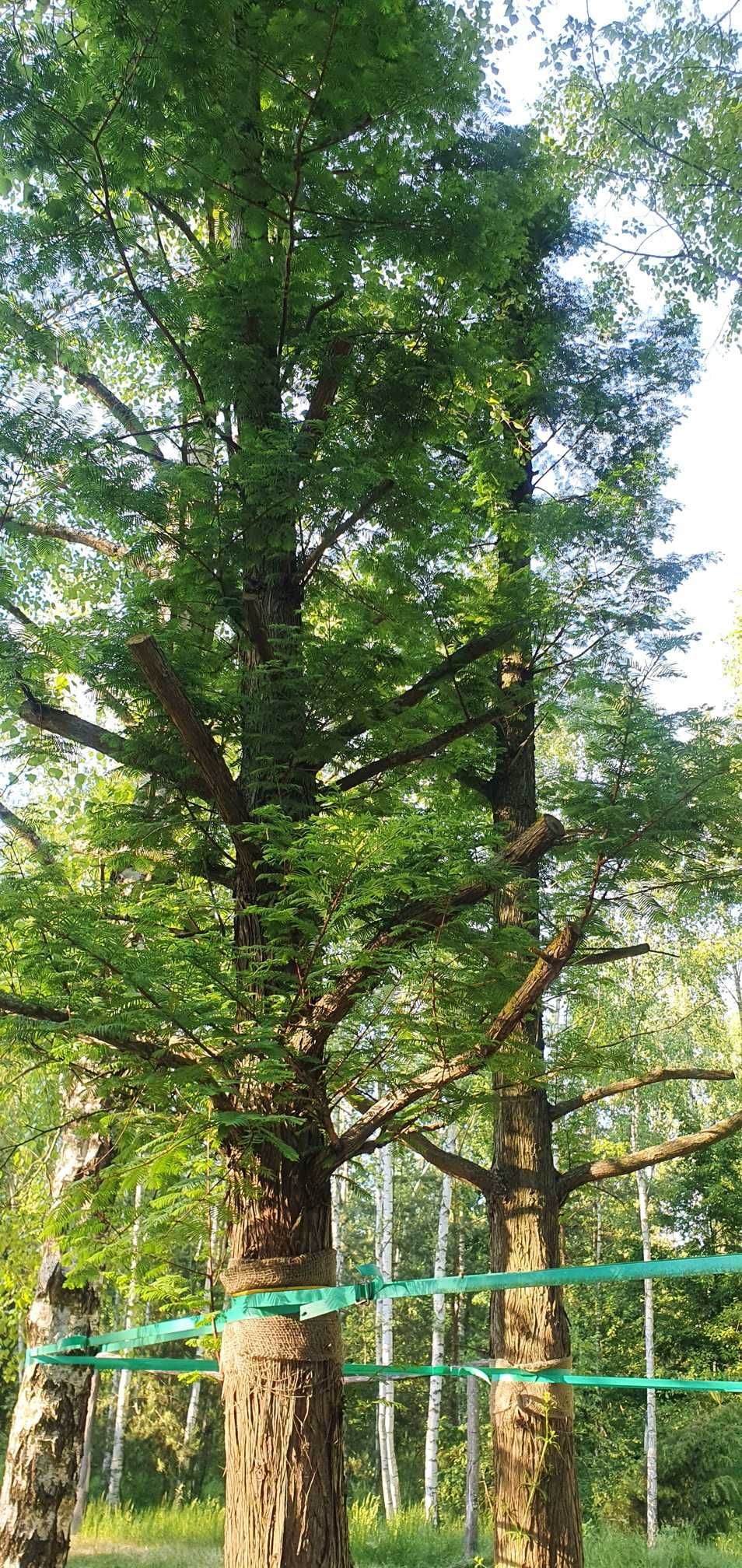 Metasekwoja chińska. Duże drzewa, drzewo obwód pnia 50-75 cm, 6 m wys.