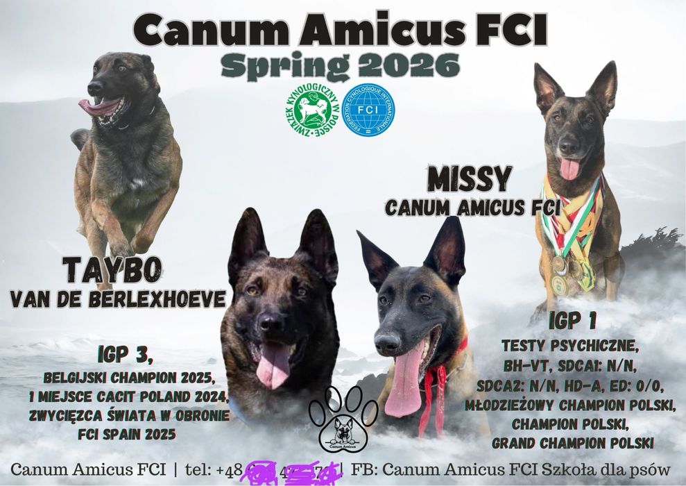 Owczarek belgijski malinois Canum Amicus FCI zapowiedz miotu