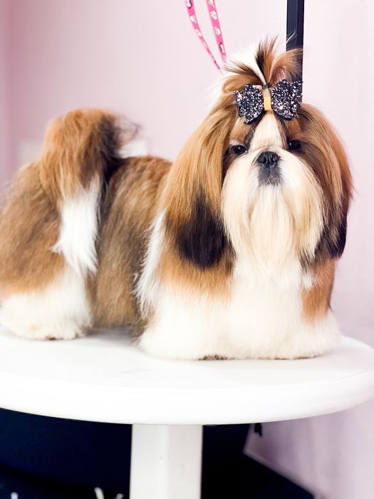 Нереально красивай кобель ши-тцу на вязку