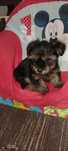 Lindo cachorro precisa de família