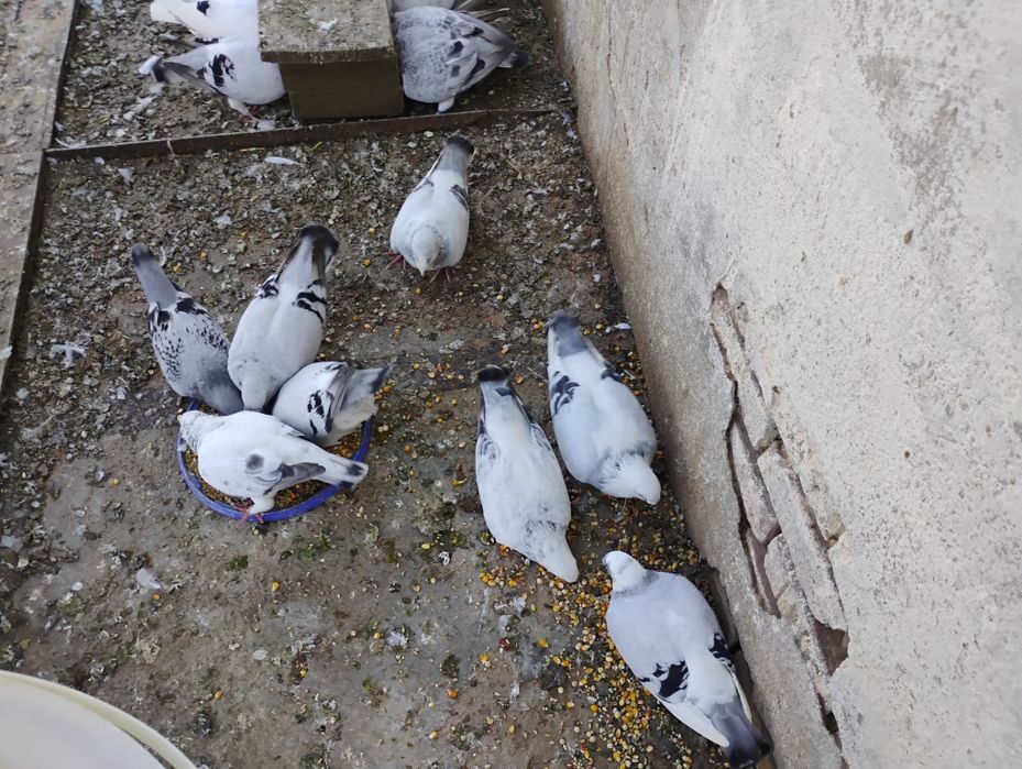 Gołębie Standardy - Hodowla z 40 letnią tradycją