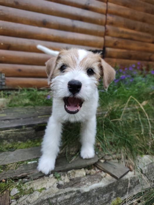 Jack Russell Terrier piesek FCI ZKwP