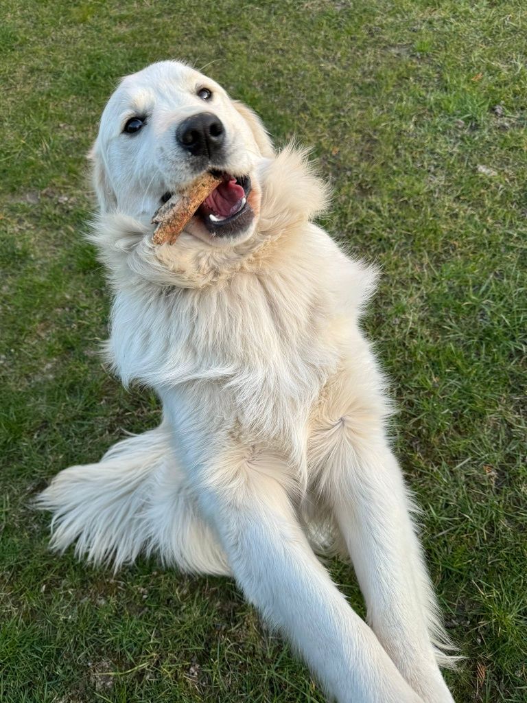 Śliczny 11 miesieczny golden retriever