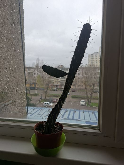 Відам безкоштовно