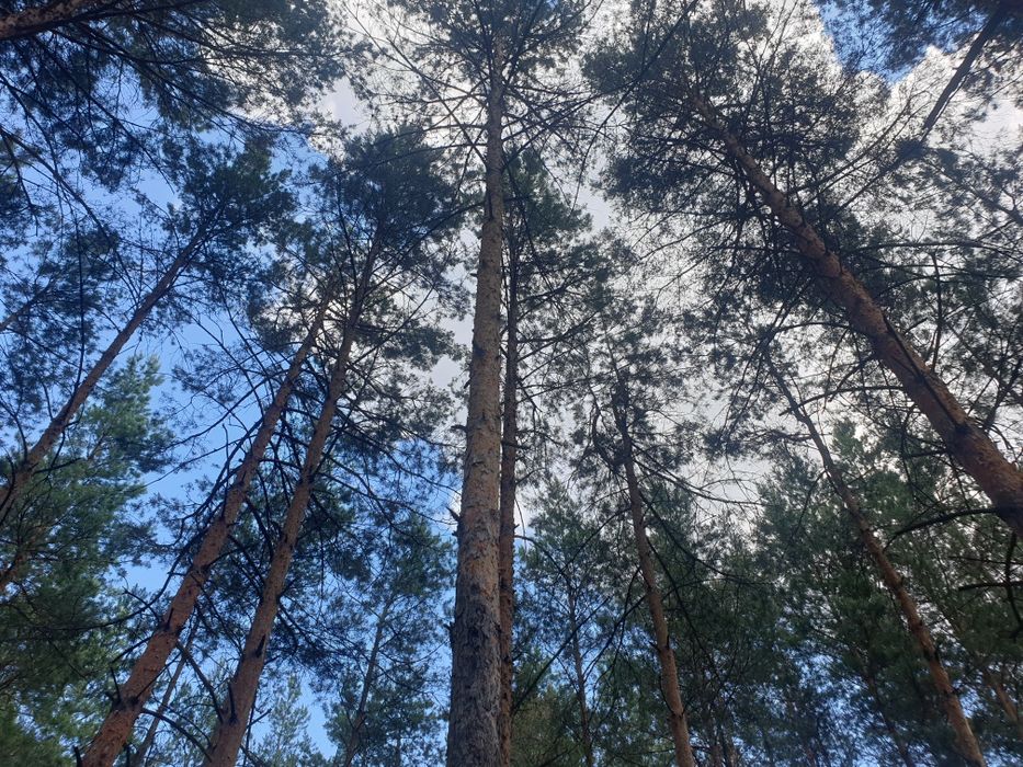 Участок 78 соток, обводной канал, Киевское море, сосновый лес