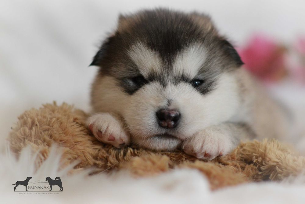 Alaskan Malamute FCI/ZKwP, piesek,odbiór w grudniu
