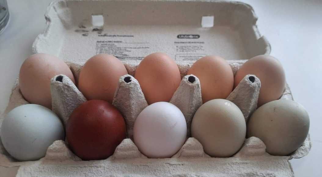 Jaja z przydomowej hodowli odsprzedaje nadwyżkę