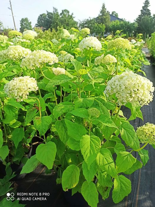 Hortensja drzewiasta ! duża sadzonka doniczka!