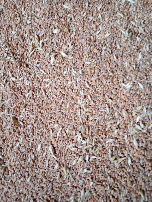 Пшениця 2025 року. Можлива доставка.