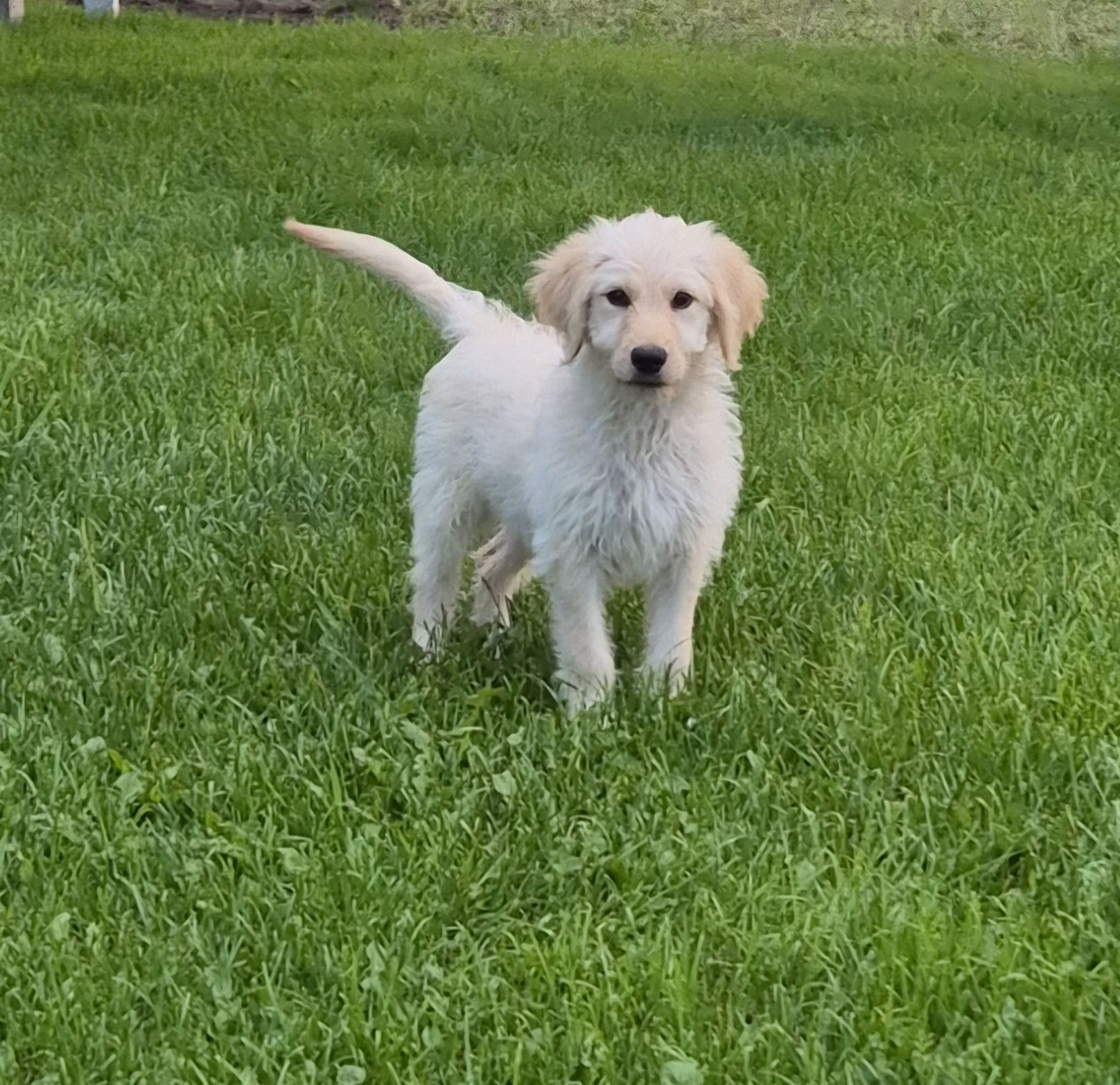 Goldendoodle  SUNIA