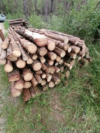 drewno sosnowe (trzebierz)