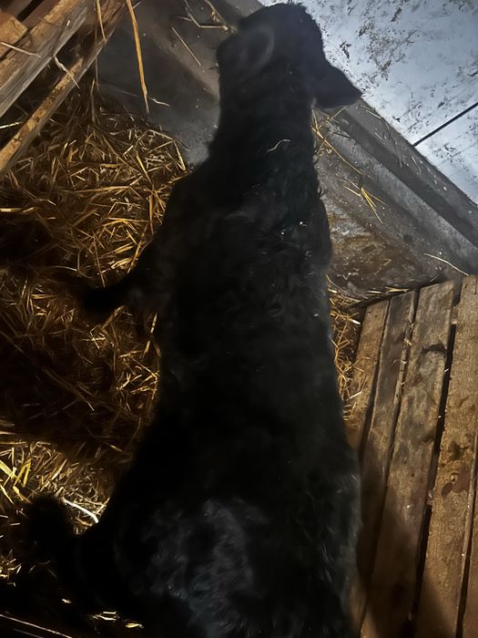 Sprzedam byczka miesnego