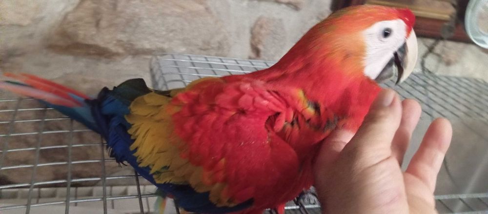 Arara Mcau cynoptera