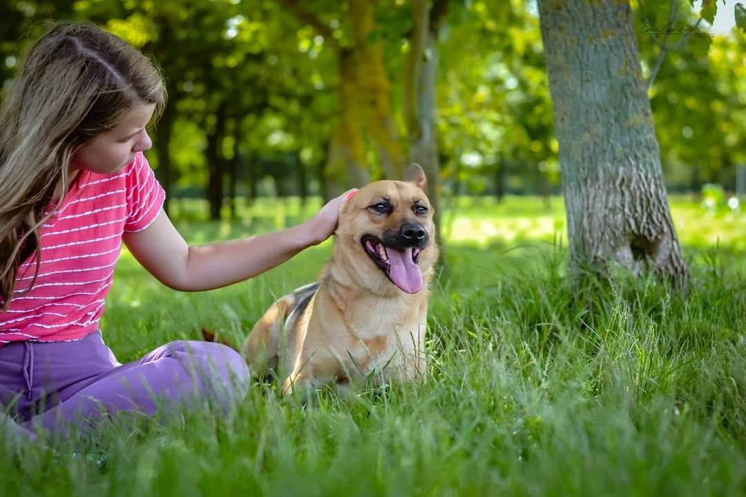 Piękna sunia w typie owczarka niemieckiego szuka kochającego Domu!