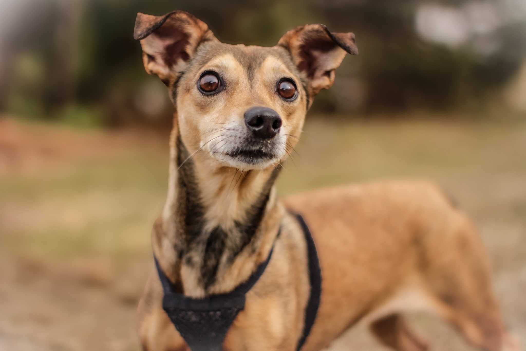 Neila ok.5 let.malutka, nakolankowa sunia do pilnej adopcji Dorcia Sav