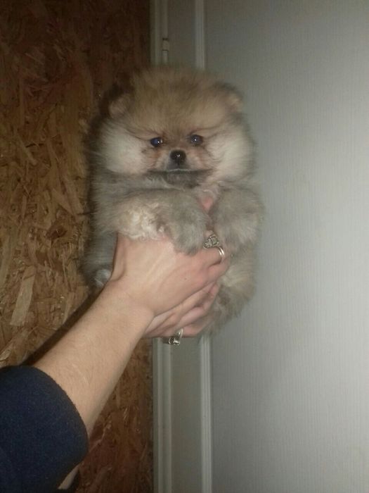 Щенки в тип мішка! До свят. Львів