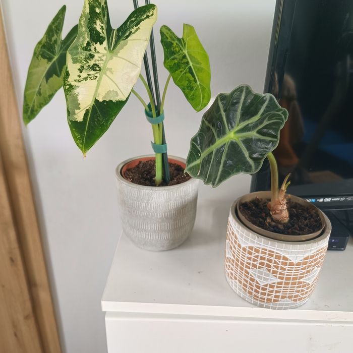 kwiaty alocasia fridek alokozja Polly i aspargus cena za 3 sztu