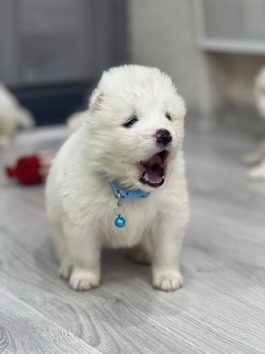 Самоєдики Ведмедики