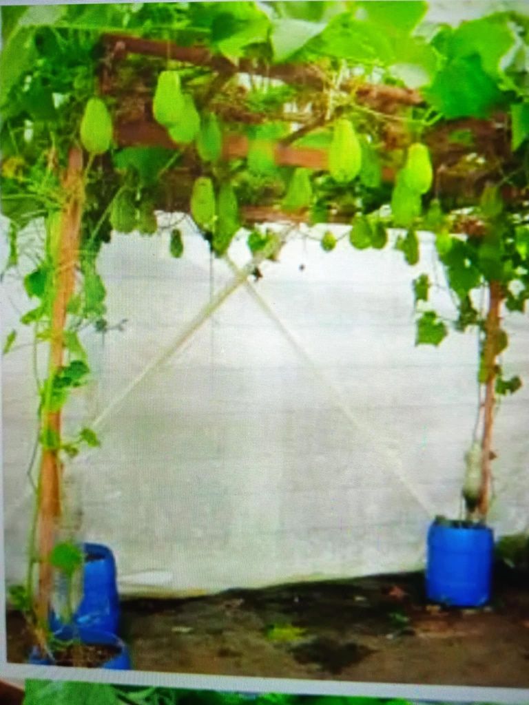 Vendo chuchus para transplantar, não tem picos.