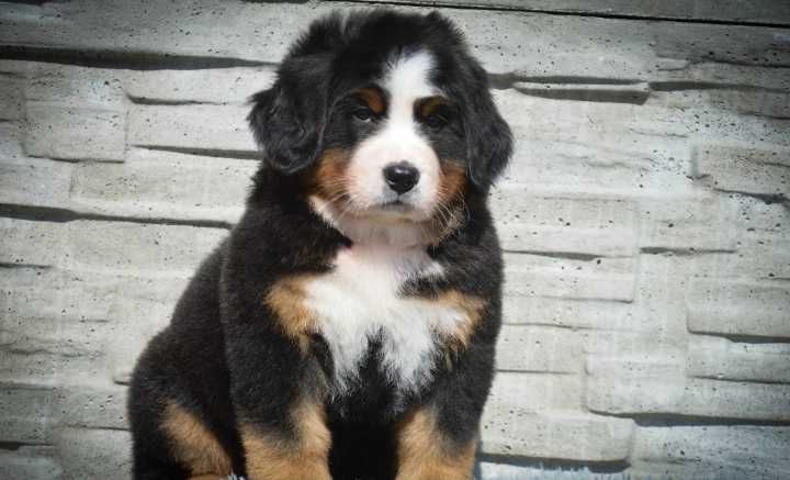 Bouvier Bernois disponível