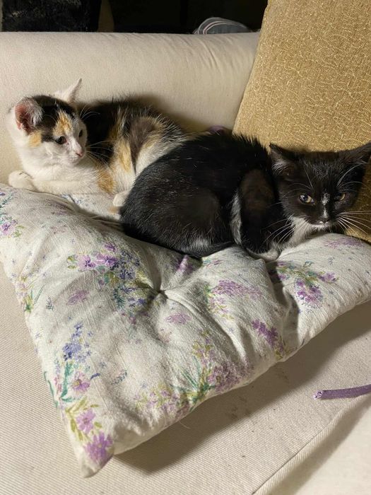 Oddam dwie kotki w dobre ręce – trikolorowa i czarno-biała