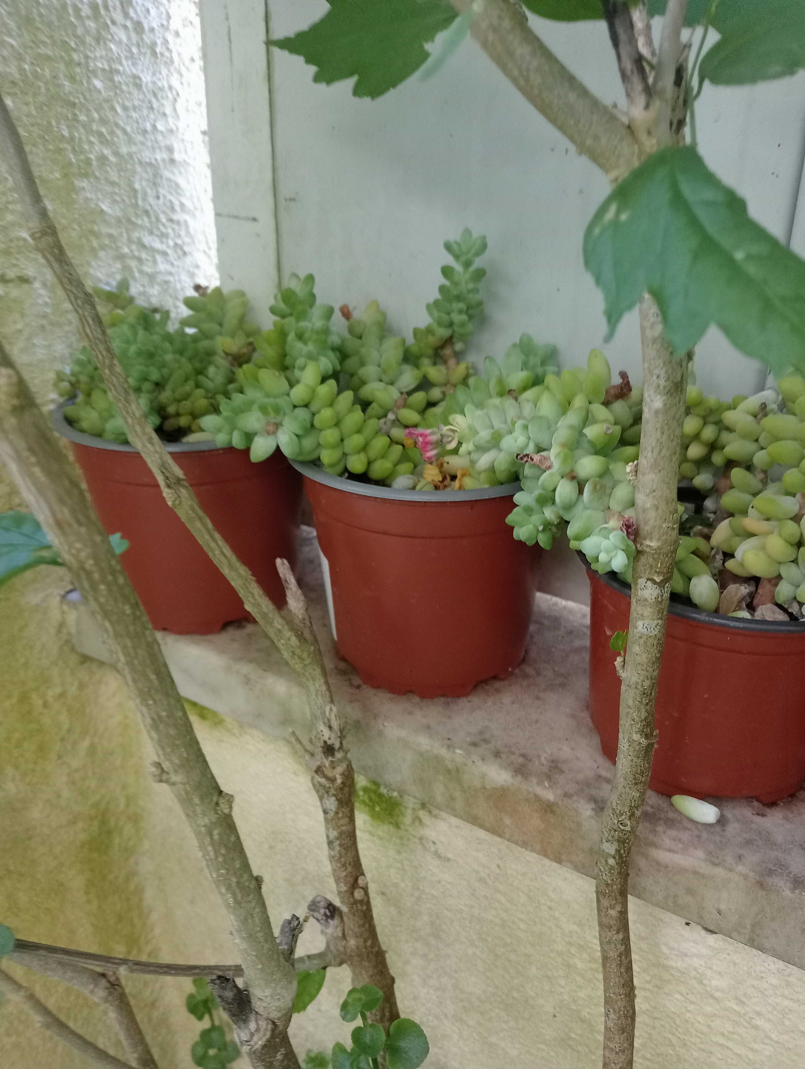 Planta natural, suculenta pendente, Rabo de burro