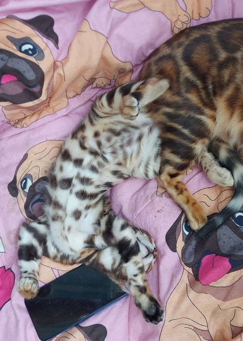 Бенгалята з розплідника. WCF системи